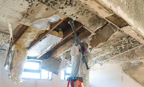 Reliable Port Orange, FL Mold Removal & Remediation Solutions